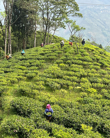 What is First Flush Darjeeling Tea?